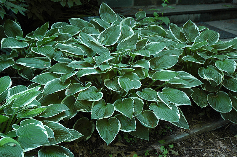 Francee Hosta (Hosta 'Francee') at The Growing Place