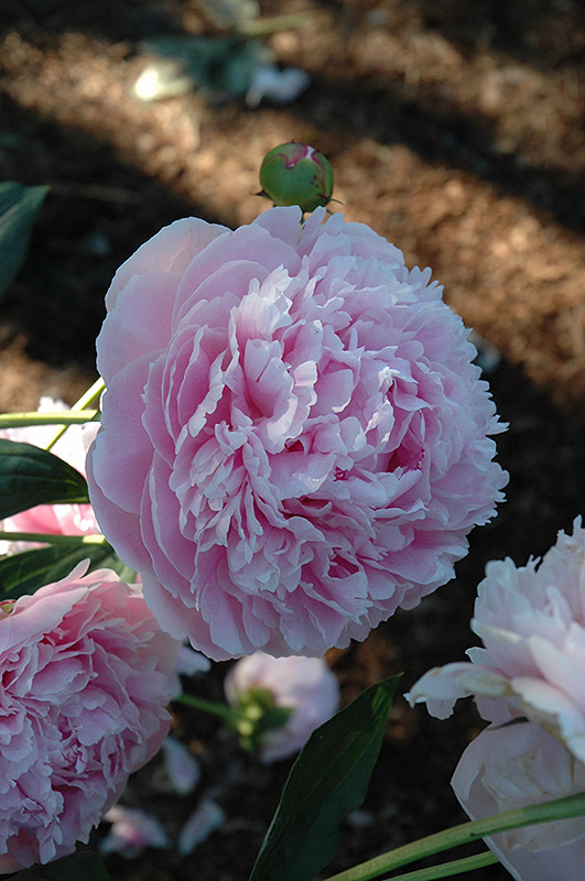 Shirley Temple Peony (Paeonia 'Shirley Temple') at The Growing Place
