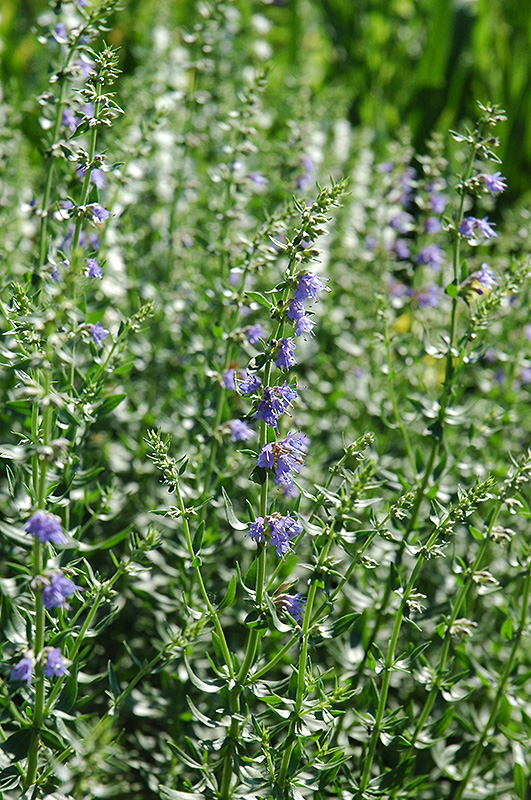 Hyssop (Hyssopus officinalis) at The Growing Place