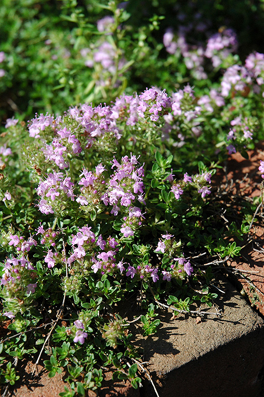 Annie Hall Thyme (Thymus serpyllum 'Annie Hall') at The Growing Place