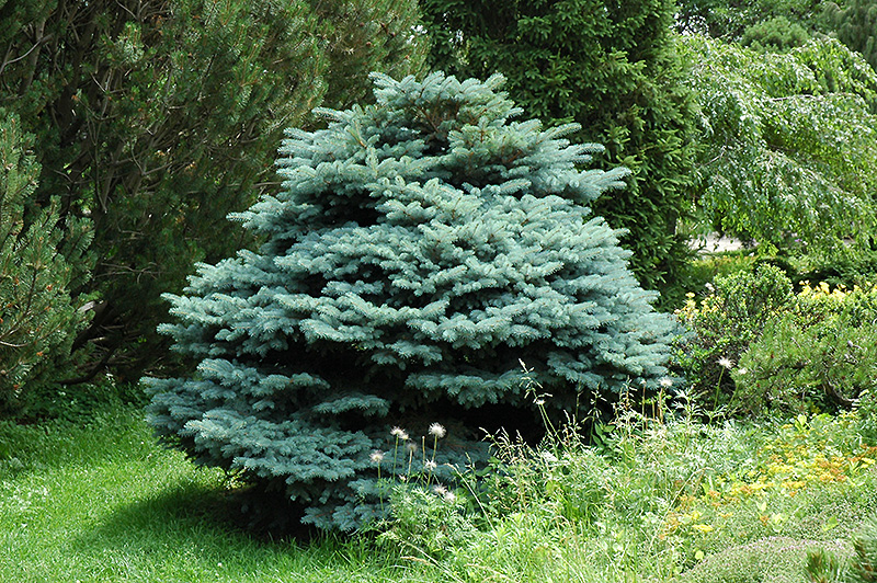 Globe Blue Spruce (Picea pungens 'Globosa') at The Growing Place