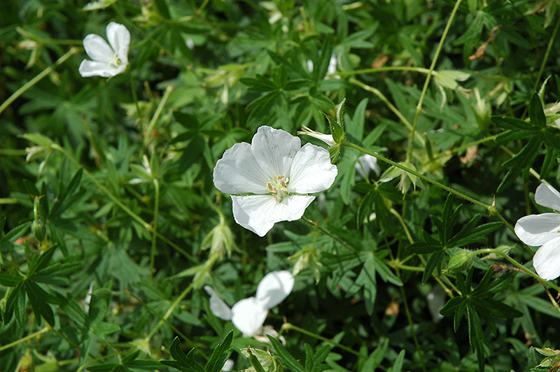 White Cranesbill (Geranium sanguineum 'Album') at The Growing Place
