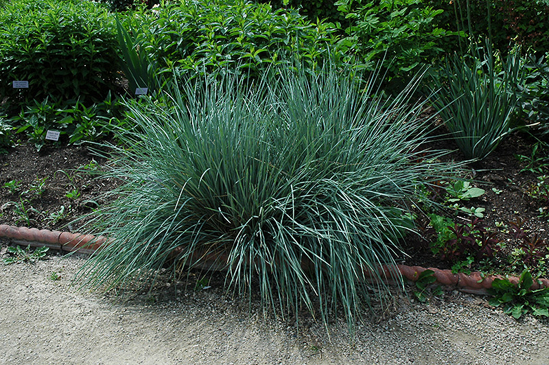 Blue Oat Grass (Helictotrichon sempervirens) at The Growing Place