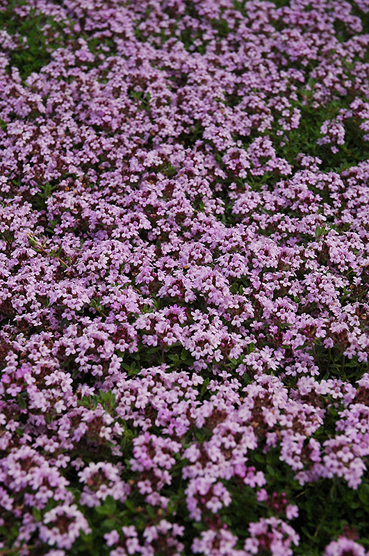 Red Creeping Thyme (Thymus praecox 'Coccineus') at The Growing Place