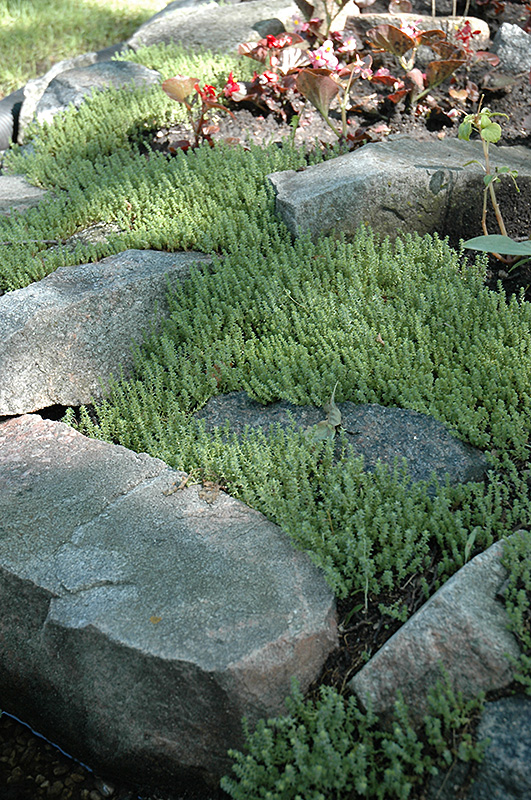 Six Row Stonecrop (Sedum sexangulare) at The Growing Place