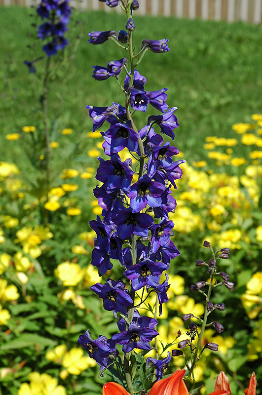 Pacific Giant Black Knight Larkspur (Delphinium 'Black Knight') at The Growing Place
