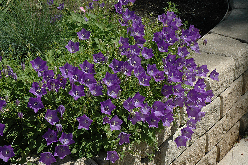 Blue Clips Bellflower (Campanula carpatica 'Blue Clips') at The Growing Place