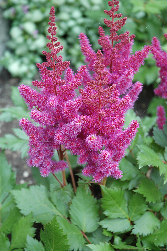 Visions Astilbe (Astilbe chinensis 'Visions') at The Growing Place