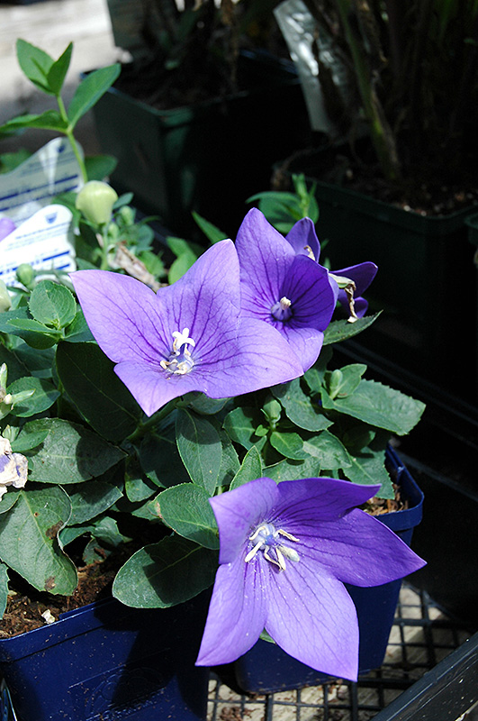 Astra Blue Balloon Flower (Platycodon grandiflorus 'Astra Blue') at The Growing Place