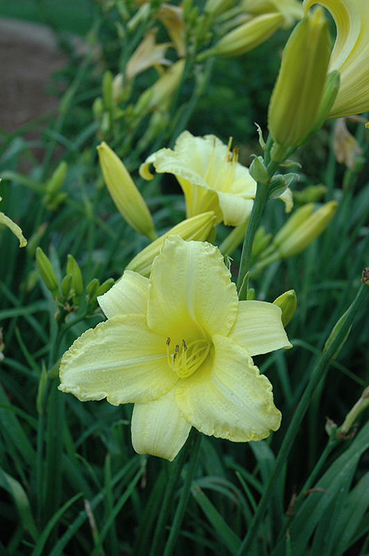 Happy Ever Appster Happy Returns Daylily (Hemerocallis 'Happy Returns') at The Growing Place