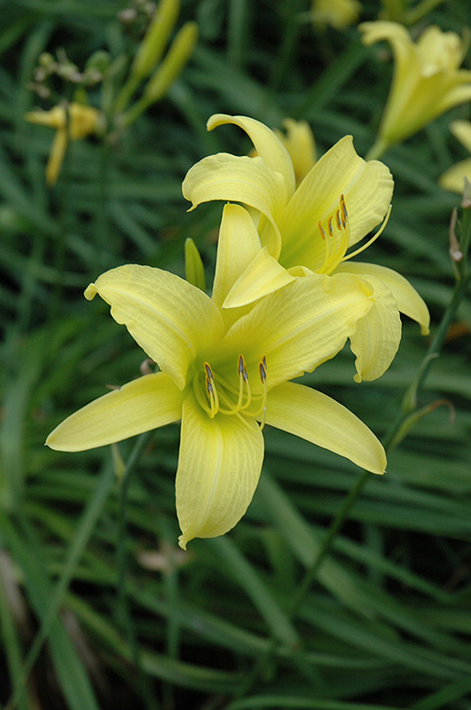 Hyperion Daylily (Hemerocallis 'Hyperion') at The Growing Place