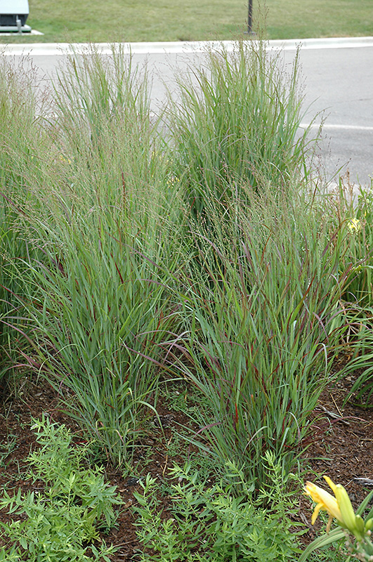 Shenandoah Reed Switch Grass (Panicum virgatum 'Shenandoah') at The Growing Place