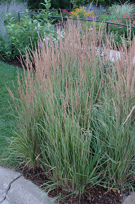 Variegated Reed Grass (Calamagrostis x acutiflora 'Overdam') at The Growing Place