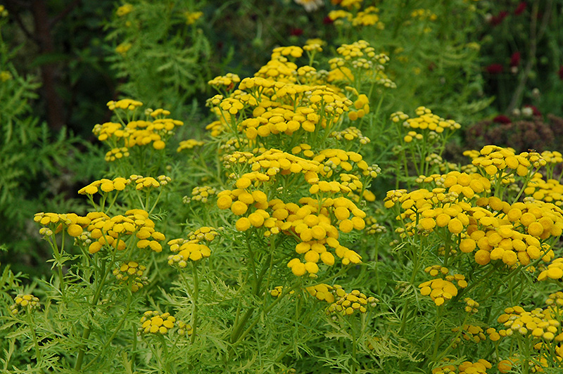 Isla Gold Tansy (Tanacetum vulgare 'Isla Gold') at The Growing Place