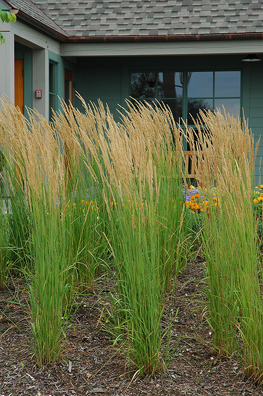 Karl Foerster Reed Grass (Calamagrostis x acutiflora 'Karl Foerster') at The Growing Place