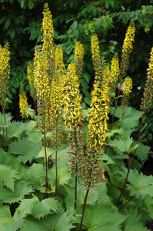 The Rocket Rayflower (Ligularia 'The Rocket') at The Growing Place