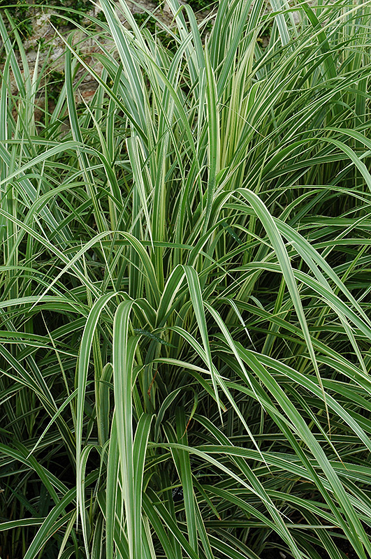 Variegated Silver Grass (Miscanthus sinensis 'Variegatus') at The Growing Place