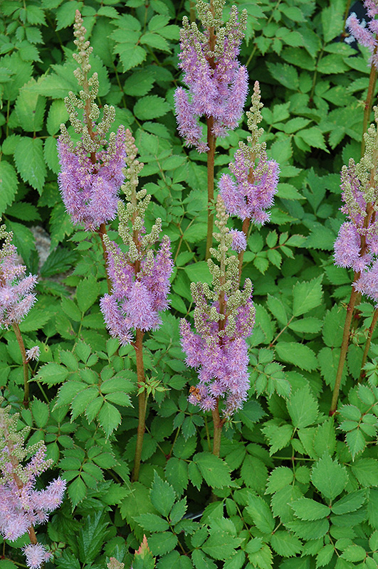 Dwarf Chinese Astilbe (Astilbe chinensis 'Pumila') at The Growing Place