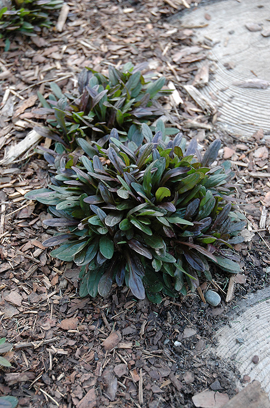 Chocolate Chip Bugleweed (Ajuga reptans 'Chocolate Chip') at The Growing Place