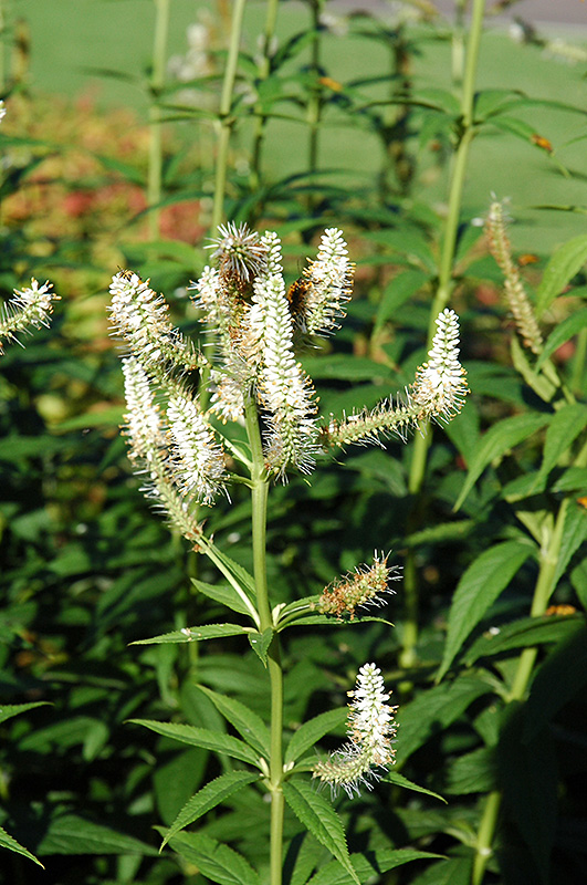 Culver's Root (Veronicastrum virginicum) at The Growing Place