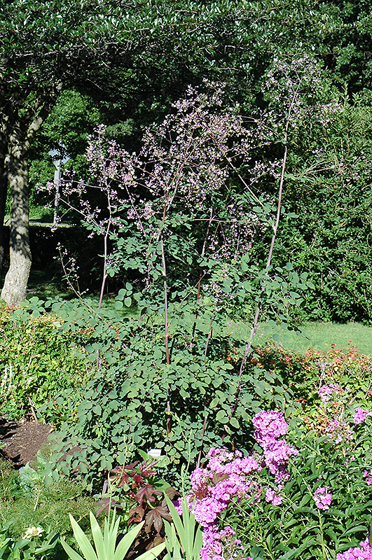 Rochebrun Meadow Rue (Thalictrum rochebrunianum) at The Growing Place