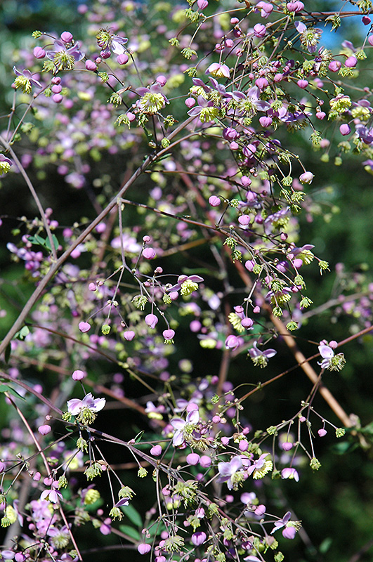Rochebrun Meadow Rue (Thalictrum rochebrunianum) at The Growing Place