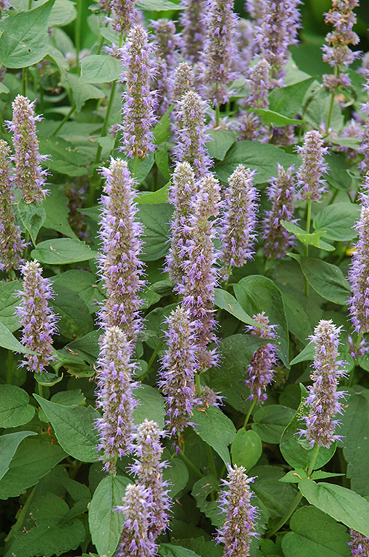 Blue Fortune Anise Hyssop (Agastache 'Blue Fortune') at The Growing Place