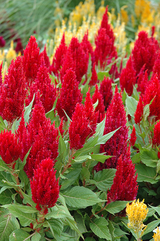 Fresh Look Red Celosia (Celosia 'Fresh Look Red') at The Growing Place
