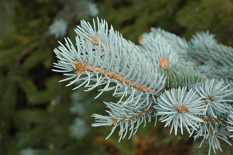 Blue Colorado Spruce (Picea pungens 'var. glauca') at The Growing Place
