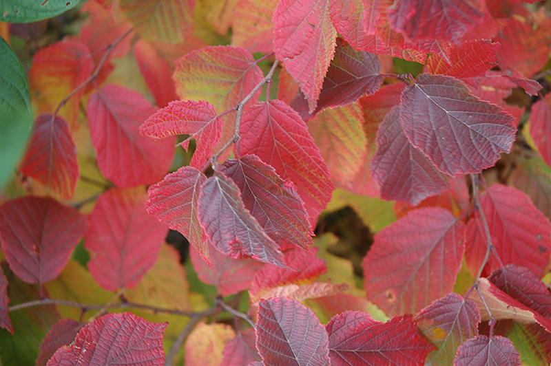 american-hazelnut-corylus-americana-in-naperville-aurora-batavia