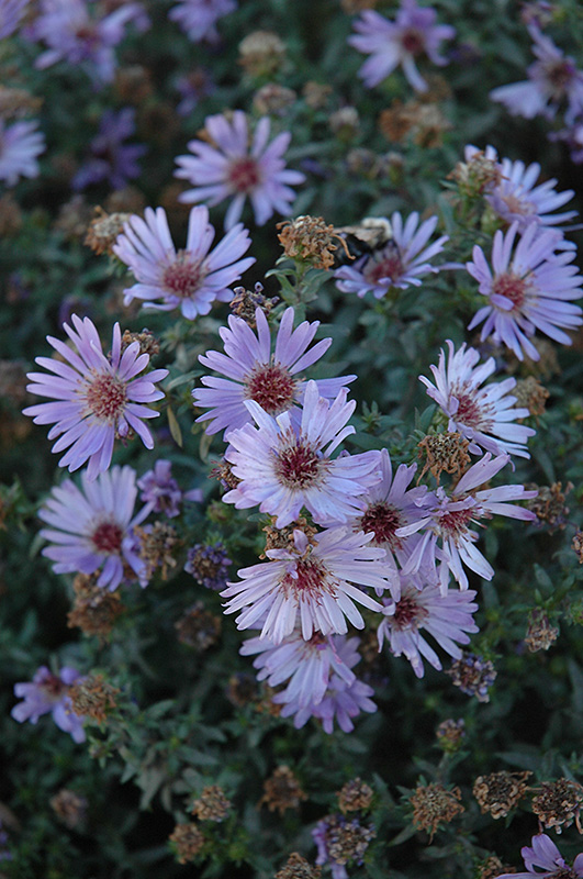 Woods Blue Aster (Aster 'Woods Blue') at The Growing Place