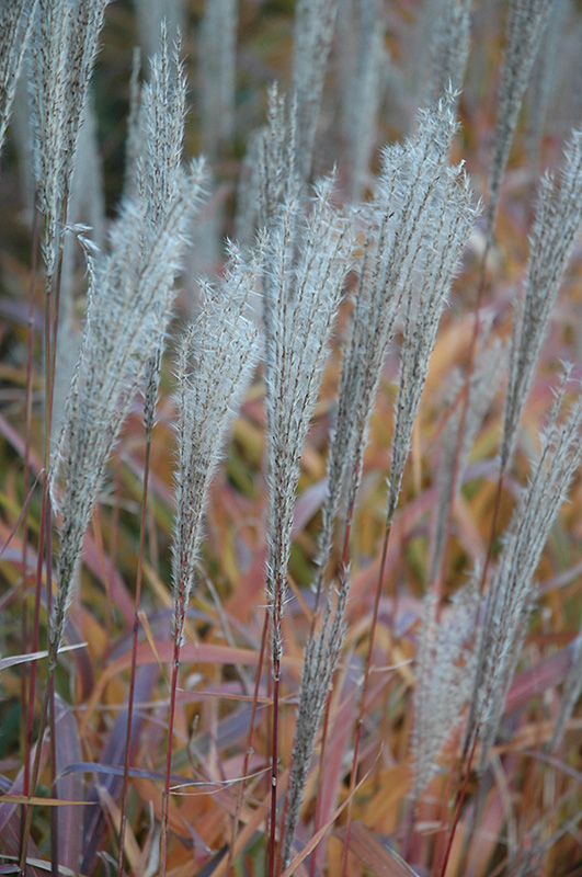 Flame Grass (Miscanthus sinensis 'Purpurascens') at The Growing Place