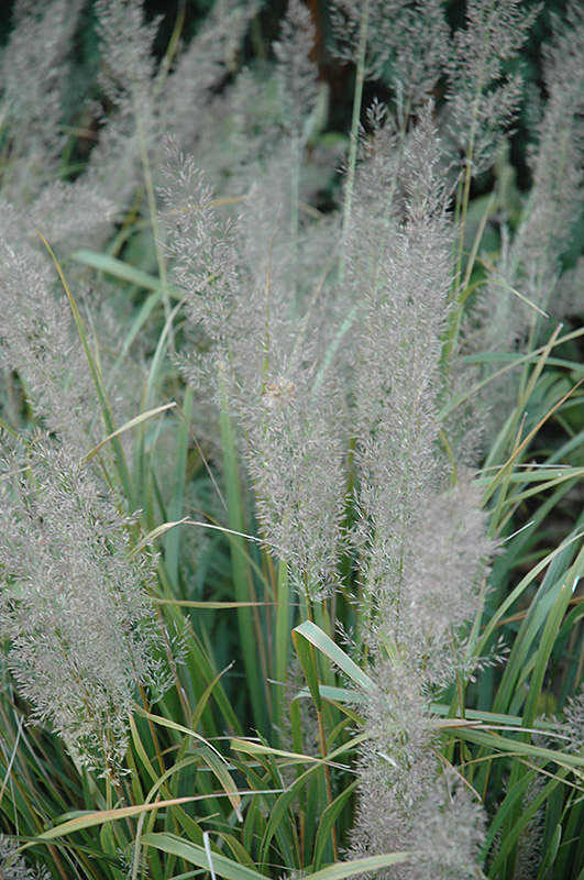 Korean Reed Grass (Calamagrostis brachytricha) at The Growing Place