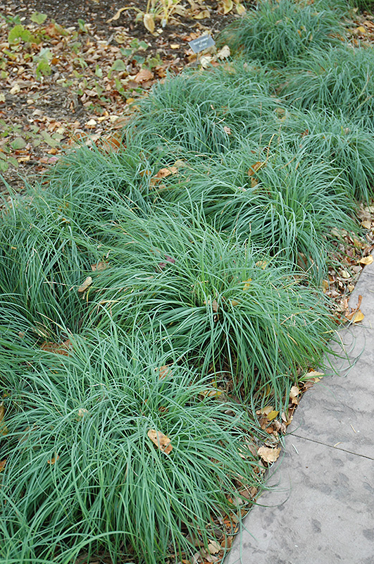 Blue Sedge (Carex glauca) at The Growing Place