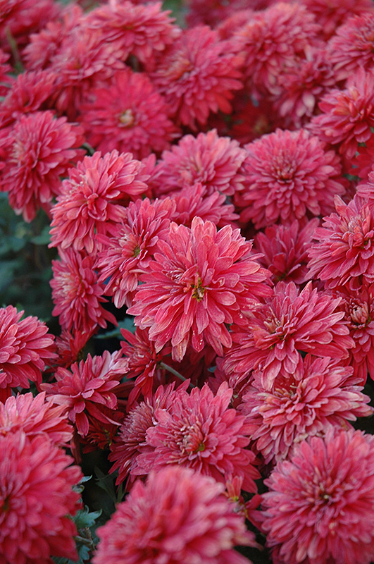 Minnruby Chrysanthemum (Chrysanthemum 'Minnruby') at The Growing Place