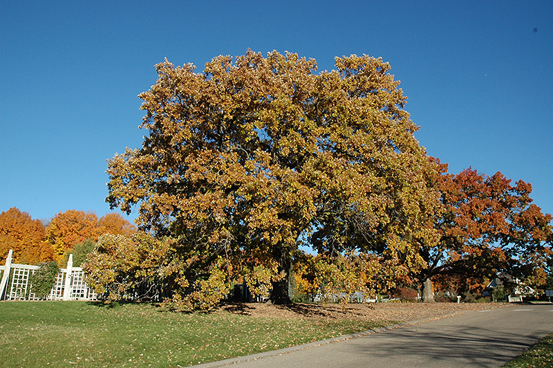Bur Oak (Quercus macrocarpa) at The Growing Place