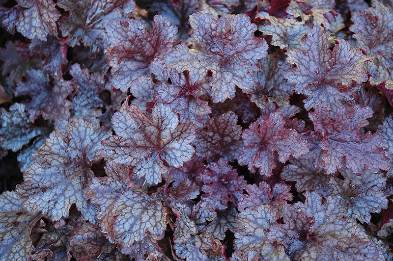 Plum Pudding Coral Bells (Heuchera 'Plum Pudding') at The Growing Place