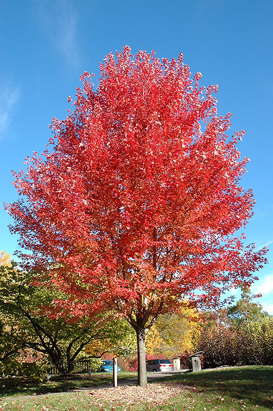 Autumn Blaze Maple (Acer x freemanii 'Jeffersred') at The Growing Place