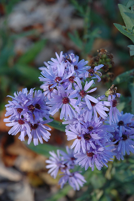 Smooth Aster (Aster laevis) at The Growing Place