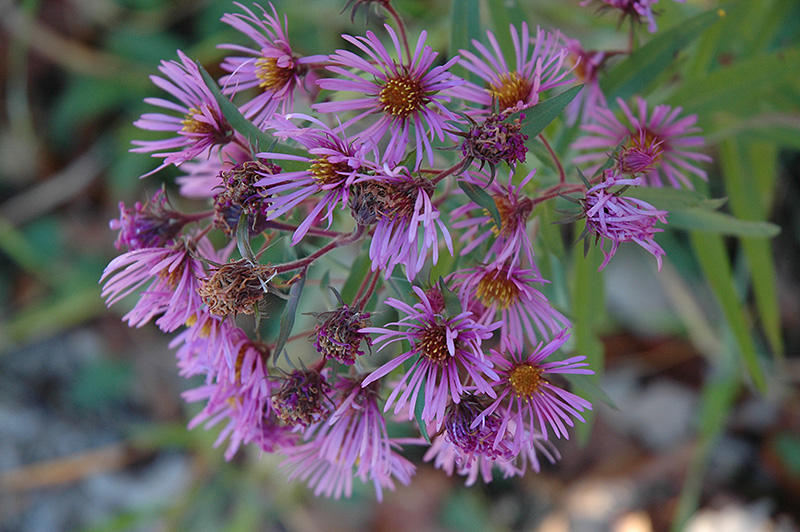 New England Aster (Aster novae-angliae) at The Growing Place