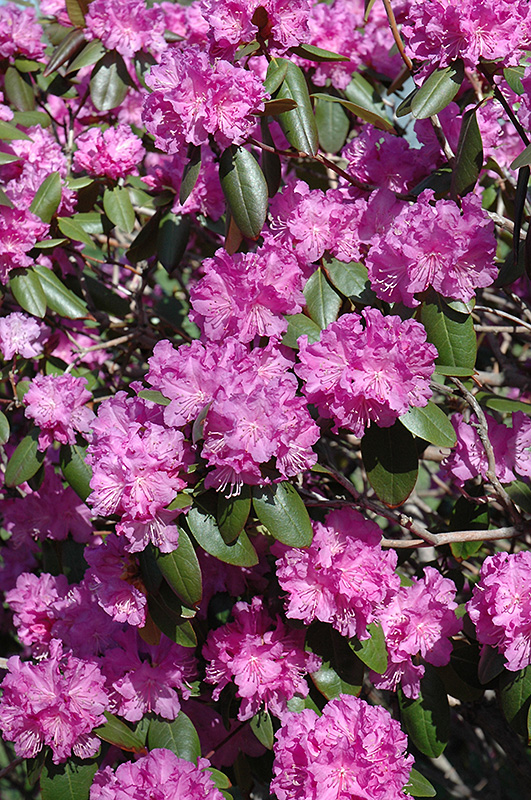 P.J.M. Rhododendron (Rhododendron 'P.J.M.') at The Growing Place