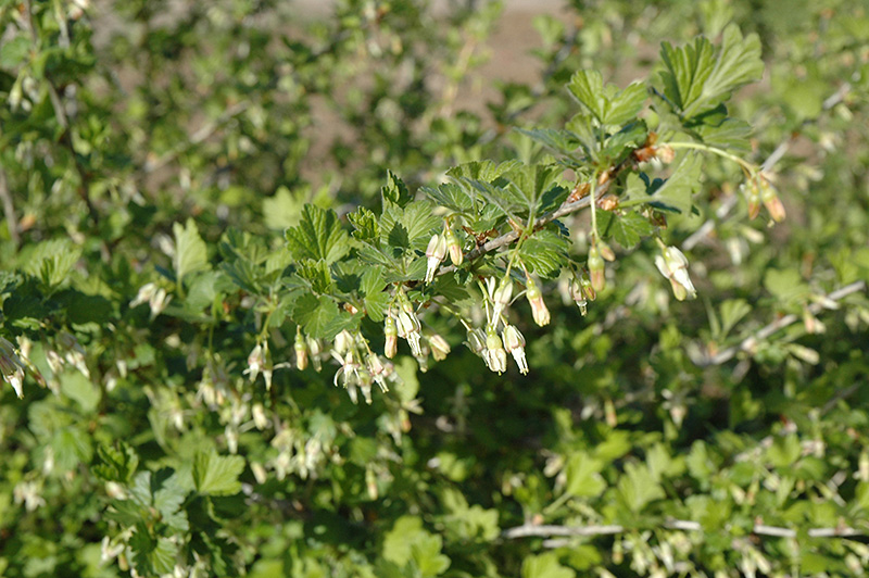 Pixwell Gooseberry (Ribes 'Pixwell') at The Growing Place