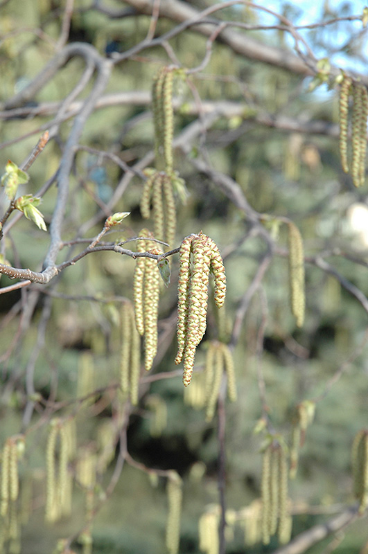 Hop Hornbeam (Ostrya virginiana) at The Growing Place