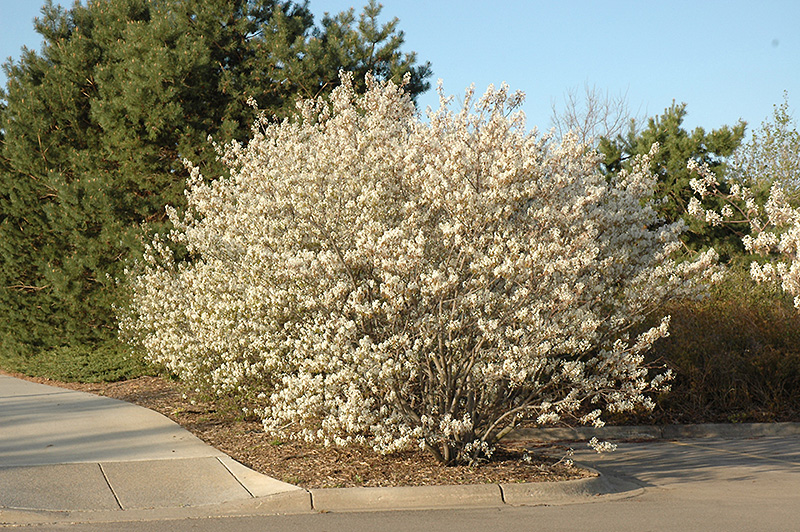 Shadblow Serviceberry (Amelanchier canadensis) at The Growing Place