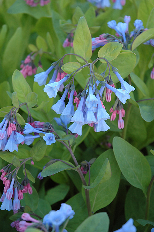 Virginia Bluebells (Mertensia virginica) at The Growing Place