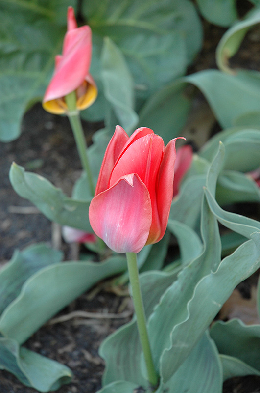 Toronto Tulip (Tulipa 'Toronto') at The Growing Place
