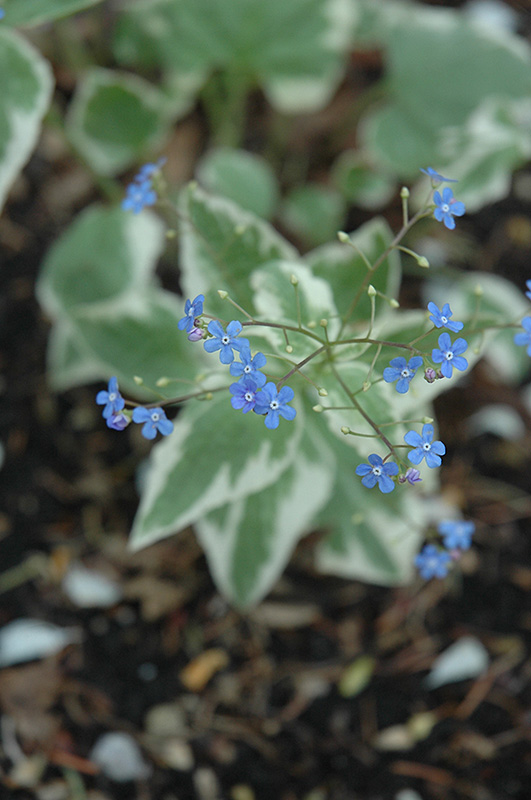 Variegated Siberian Bugloss (Brunnera macrophylla 'Variegata') at The Growing Place