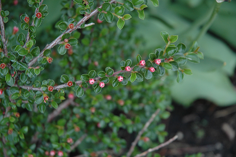 Hesse Cotoneaster (Cotoneaster 'Hessei') at The Growing Place