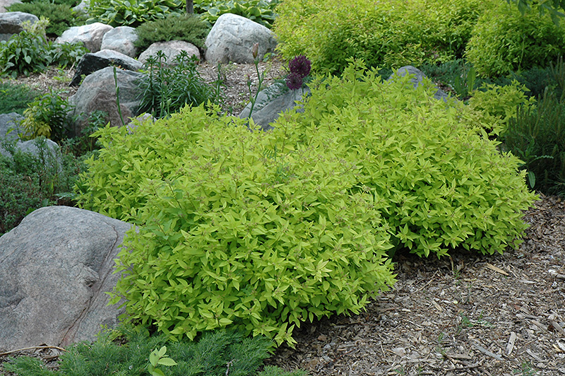 Goldmound Spirea (Spiraea japonica 'Goldmound') at The Growing Place
