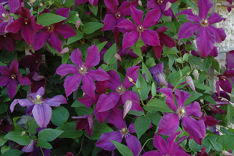 Polish Spirit Clematis (Clematis 'Polish Spirit') at The Growing Place